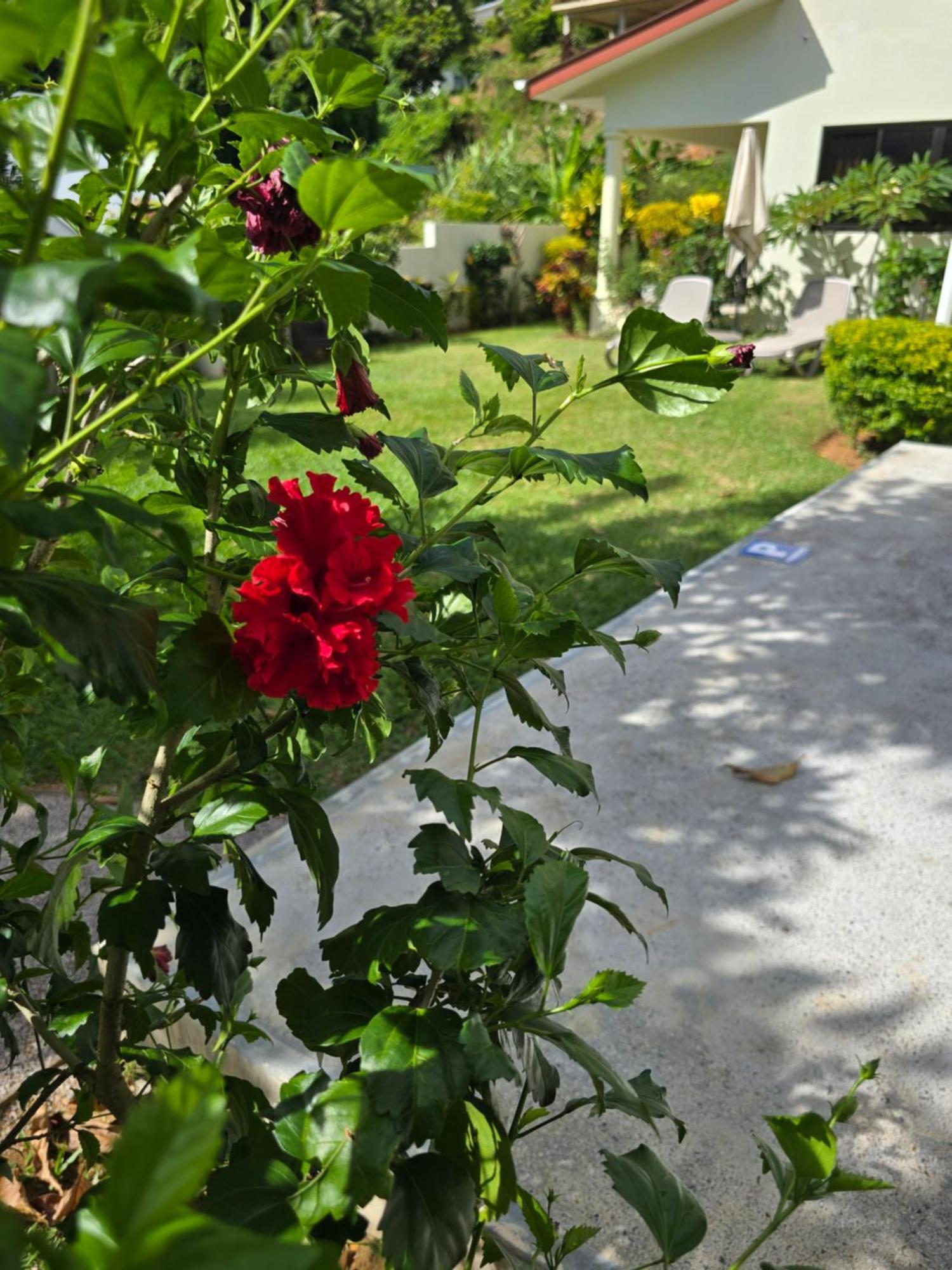 Emma'S Guest House And Self-Catering Au Cap Ngoại thất bức ảnh